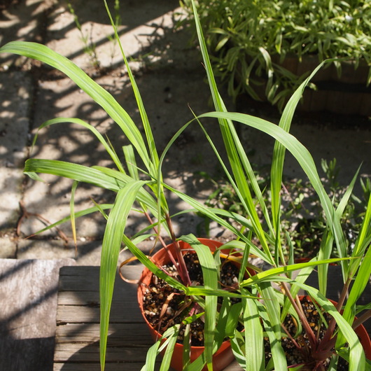 シトロネラの苗 Sola Og Planta ハーブとお花のお庭日記 シトロネラの苗 Sola Og Planta ハーブとお花のお庭日記