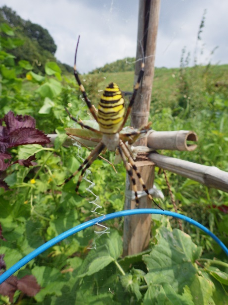 c0280206_14234145.jpg