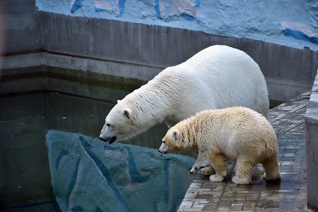 ロシア・西シベリア、ノヴォシビルスク動物園のゲルダお母さんとシルカの近況　～　モニター映像の限界_a0151913_015401.jpg