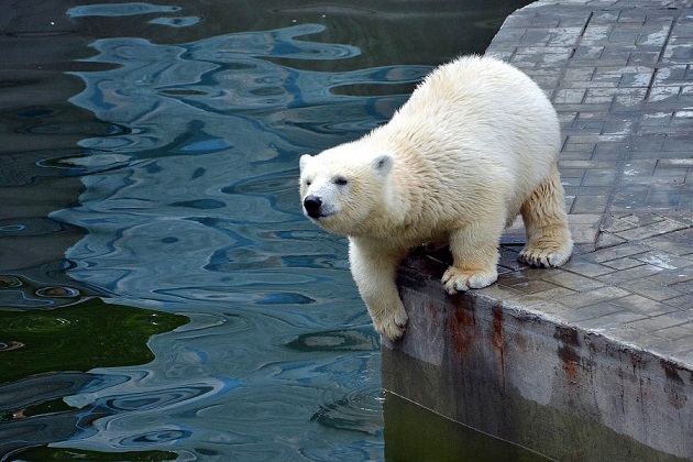 ロシア・西シベリア、ノヴォシビルスク動物園のゲルダお母さんとシルカの近況　～　モニター映像の限界_a0151913_0162793.jpg