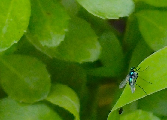 アシナガキンバエ ウデゲヒメホソアシナガバエ 世話要らずの庭