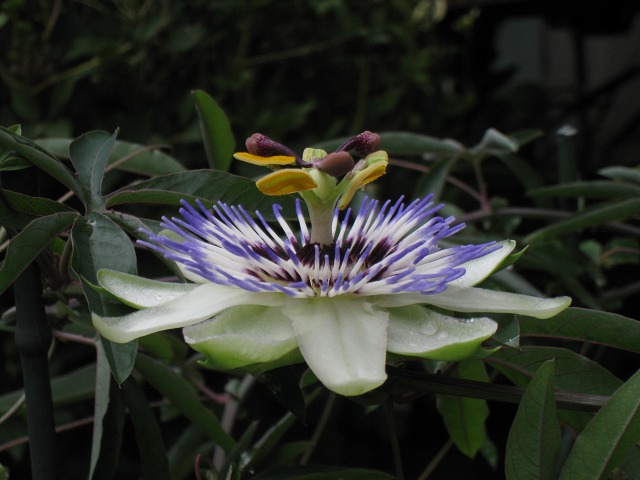 e0117318_1447222.jpg