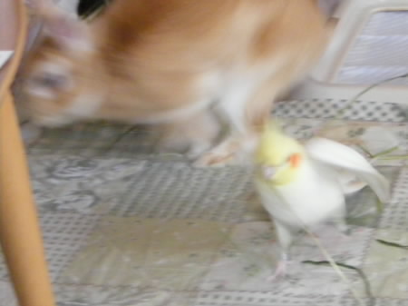 うさぎ＆オカメインコ　夏のひとコマ_b0129140_2345618.jpg