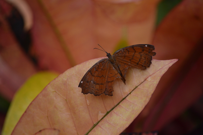 カバタテハ 橿原昆虫館にて_d0254540_15453155.jpg