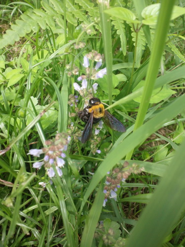 ノイバラ_f0359055_23391715.jpg