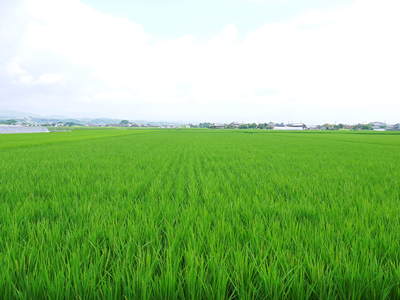 砂田米 お米の花と水管理_a0254656_16374272.jpg