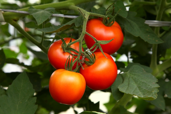 トマトの収穫_b0232463_22561545.jpg