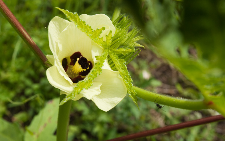 今年の夏野菜_d0231263_23131830.jpg