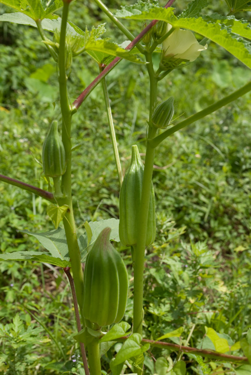 今年の夏野菜_d0231263_23133380.jpg