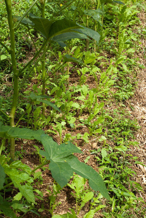 今年の夏野菜_d0231263_23143563.jpg