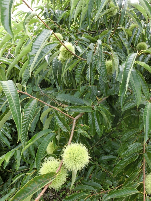 a0199979_1812186.jpg