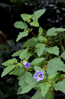 c0229483_21142710.jpg