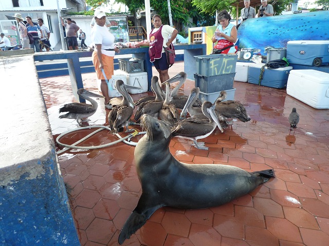 ペリカンとアシカのワンダーランド♪♪ガラパゴスの魚市場_b0287088_21195370.jpg