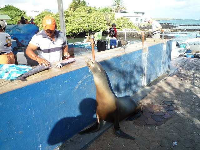 ペリカンとアシカのワンダーランド♪♪ガラパゴスの魚市場_b0287088_21331943.jpg