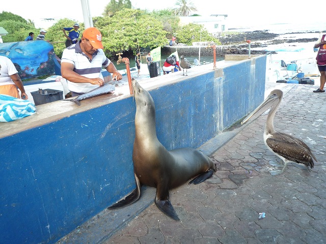 ペリカンとアシカのワンダーランド♪♪ガラパゴスの魚市場_b0287088_21334436.jpg