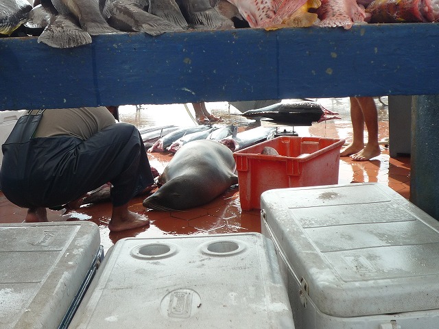 ペリカンとアシカのワンダーランド♪♪ガラパゴスの魚市場_b0287088_2143144.jpg