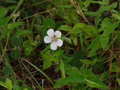 黒沢湿原の植物たち_d0043390_22152646.jpg