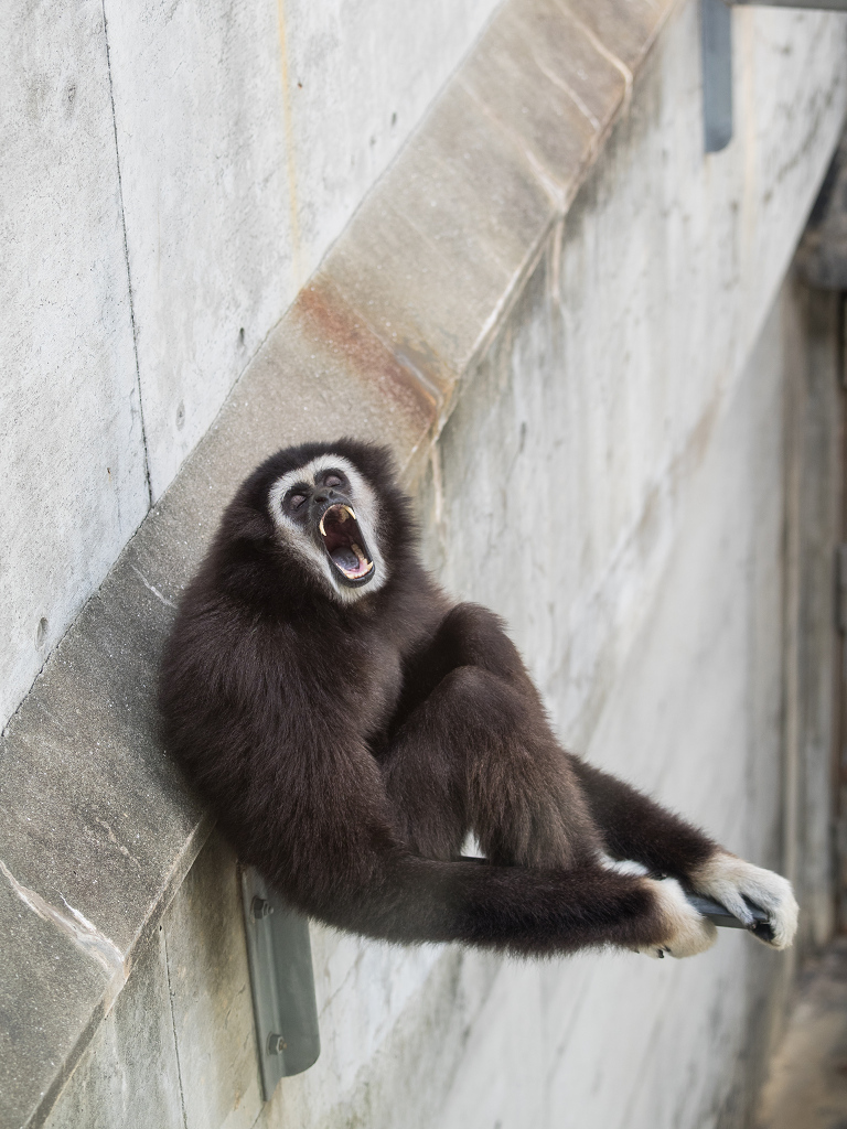 「王子動物園 #11」_a0133692_15565954.jpg