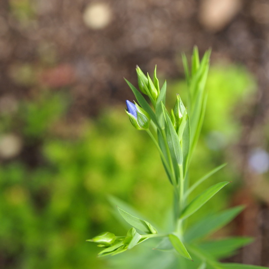 フラックスのお花_a0292194_21343043.jpg