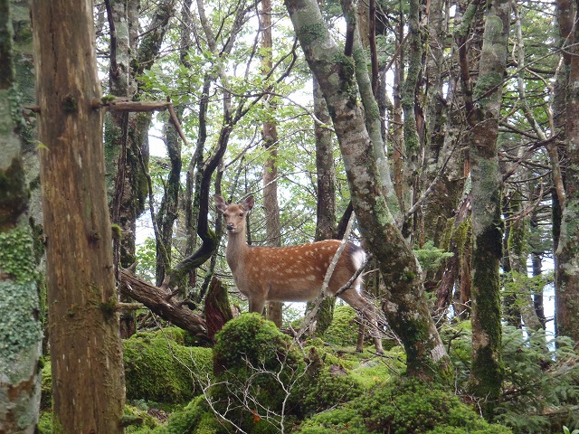 弥山双門ルート in 狼平へ3号がチャレンジ!(本編)_c0147398_16561223.jpg