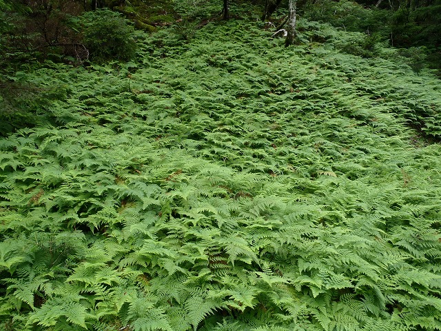 弥山双門ルート in 狼平へ3号がチャレンジ!(本編)_c0147398_1656349.jpg