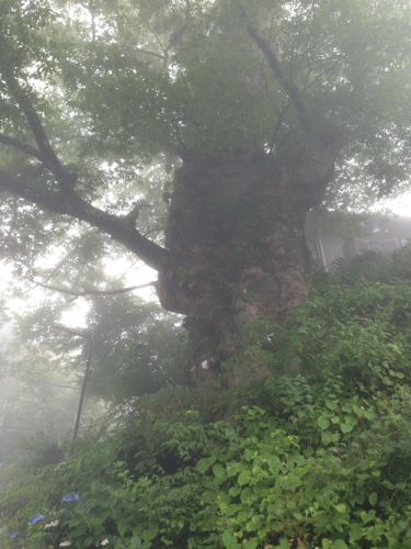 ワンとお参りする武蔵御岳神社_a0218499_2101719.jpg