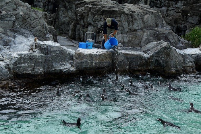 空を飛ぶペンギン、でも高さは１０ｃｍくらいです_b0291402_15424435.jpg