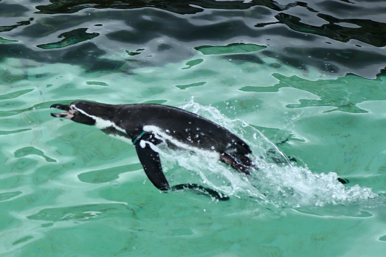 空を飛ぶペンギン、でも高さは１０ｃｍくらいです_b0291402_15430123.jpg