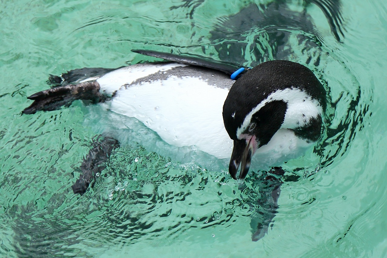 空を飛ぶペンギン、でも高さは１０ｃｍくらいです_b0291402_15431928.jpg