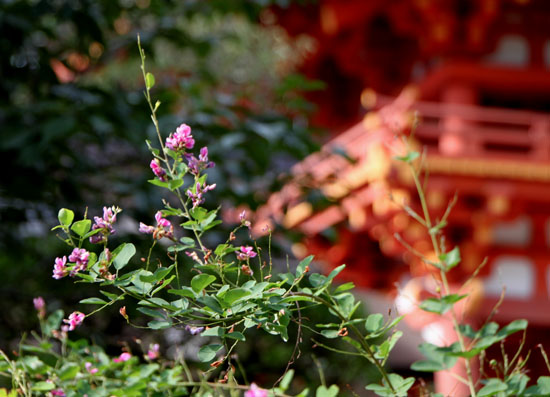 上賀茂神社散策_e0048413_21221612.jpg