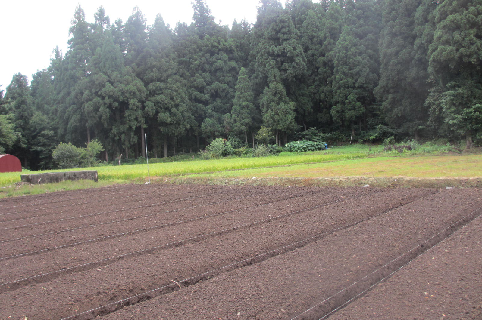 今日から9月_f0067514_8102992.jpg