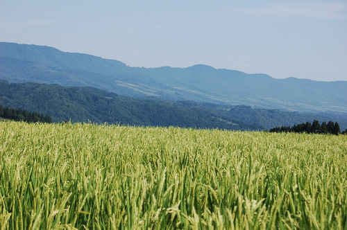 長野県高橋さんの田んぼ視察　後編_d0099515_12385978.jpg