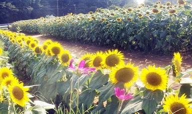 a0053420_1664514.jpg