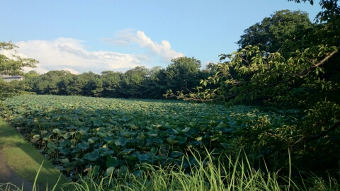 夏は去りぬ_f0065630_20443353.jpg