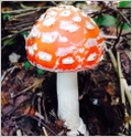 d0235336_21291728.png