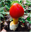 d0235336_21295444.png