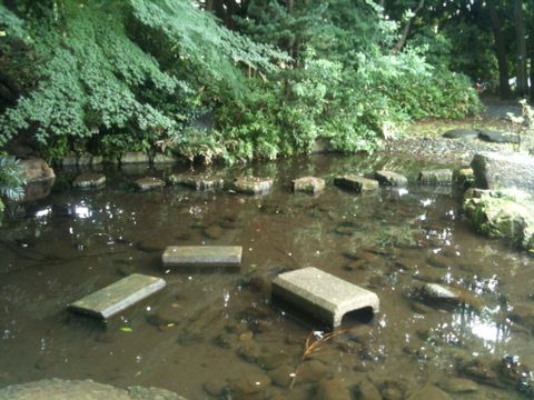 サンヴァリエ桜堤(古瀬公園、仙川水辺公園、境橋公園など)(武蔵野市)(9