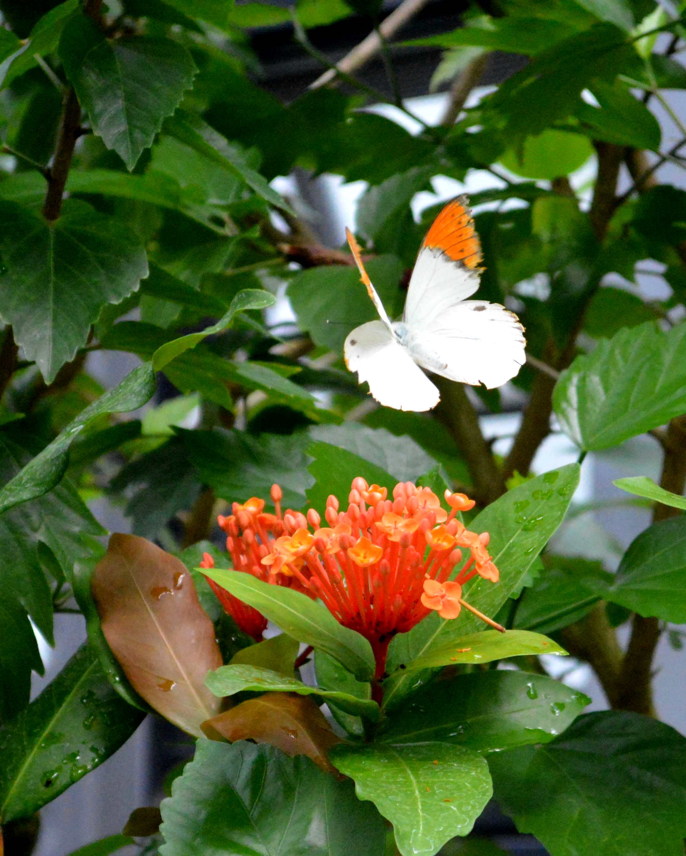 ツマベニチョウ 橿原昆虫館にて_d0254540_1824123.jpg