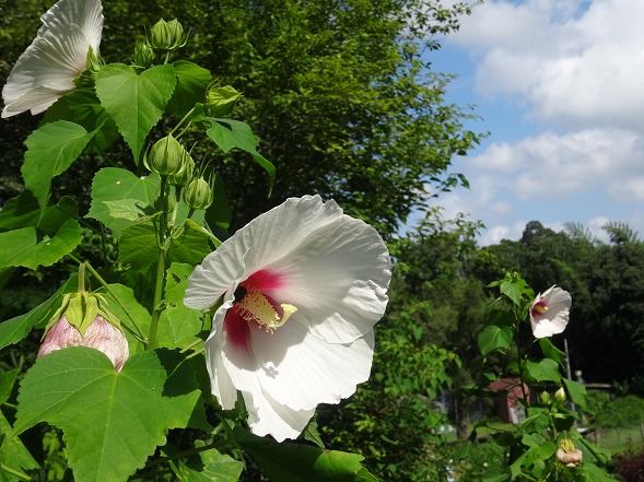 私市植物園の芙蓉と木槿 彩の気まぐれ写真