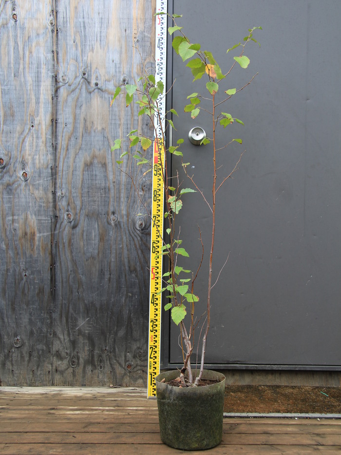 完売：白樺の鉢植え　No.16 完売：白樺の鉢植え No.16