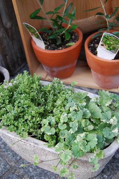 寄せ植え_a0201358_18141525.jpg