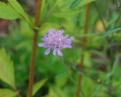 公園の花（静岡県吉田町）_d0164761_15533216.jpg