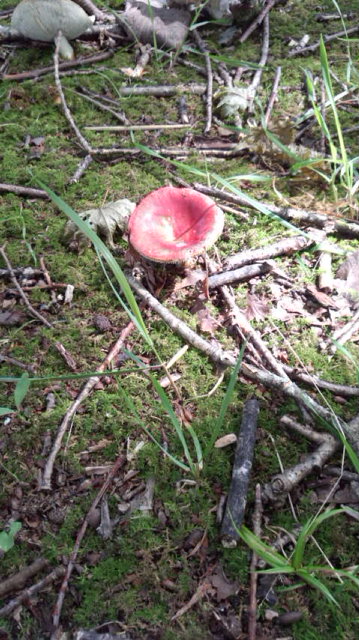 d0052263_20241160.jpg