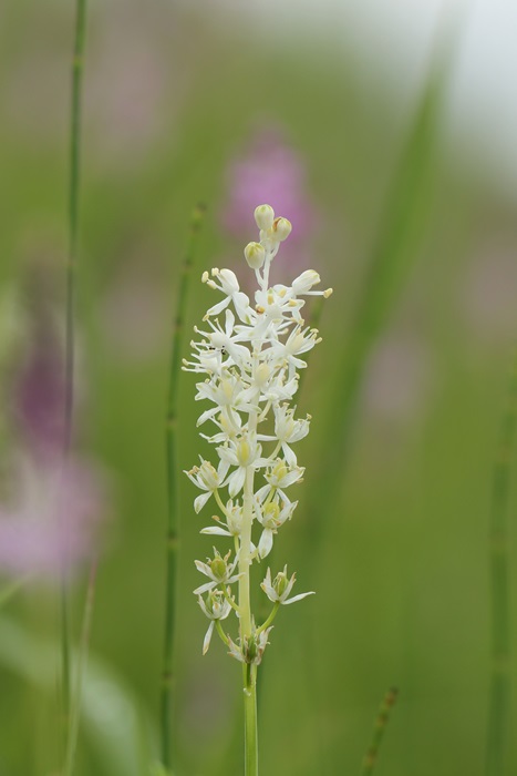 川土手に咲く花_a0183666_1562971.jpg