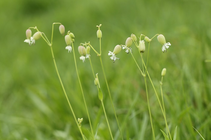 川土手に咲く花_a0183666_1581924.jpg