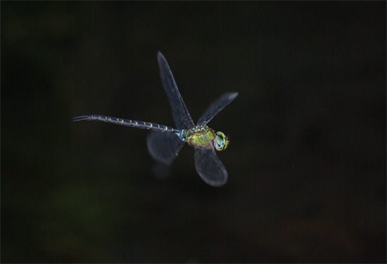 カトリヤンマの棲家_e0167571_2233545.jpg