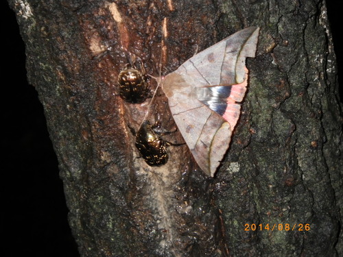 ムクゲ コノハの成虫_e0290580_14234630.jpg