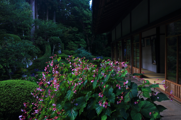 三千院_e0051888_614329.jpg