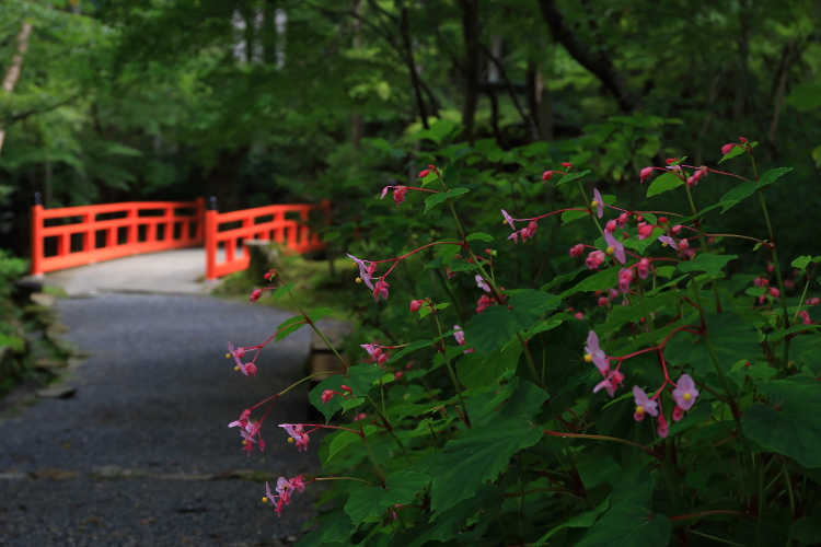 三千院_e0051888_643990.jpg