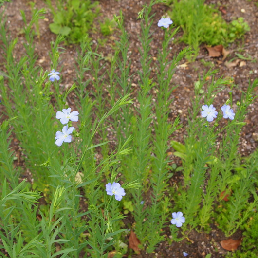 フラックスのお花_a0292194_10531383.jpg